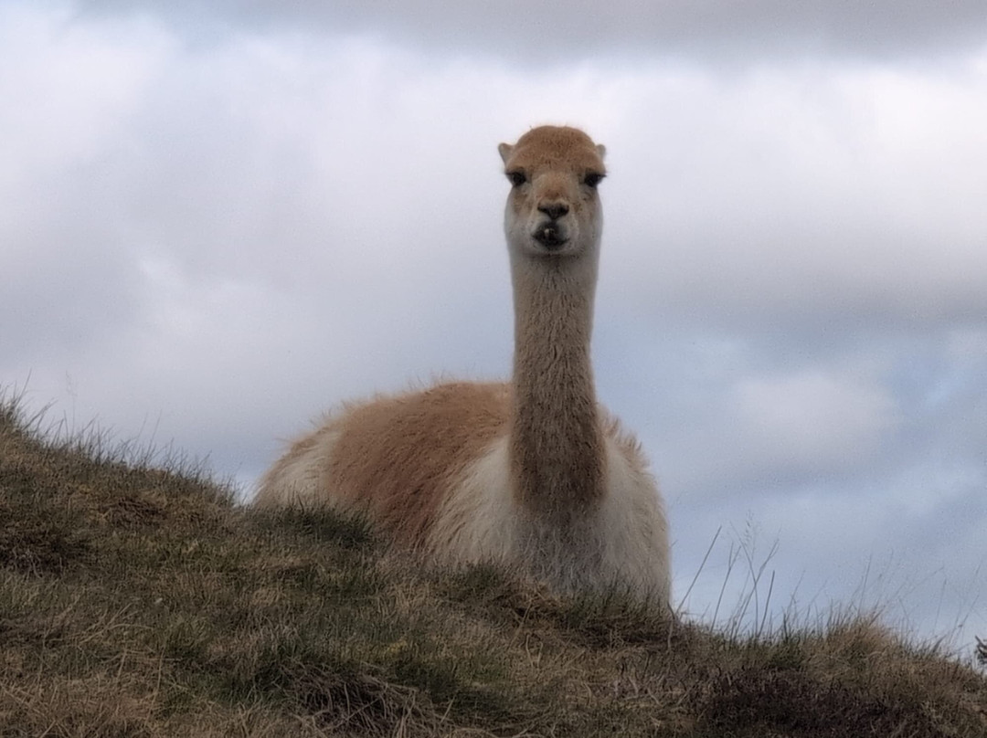 Highland Wildlife Park-Kincraig必去景点