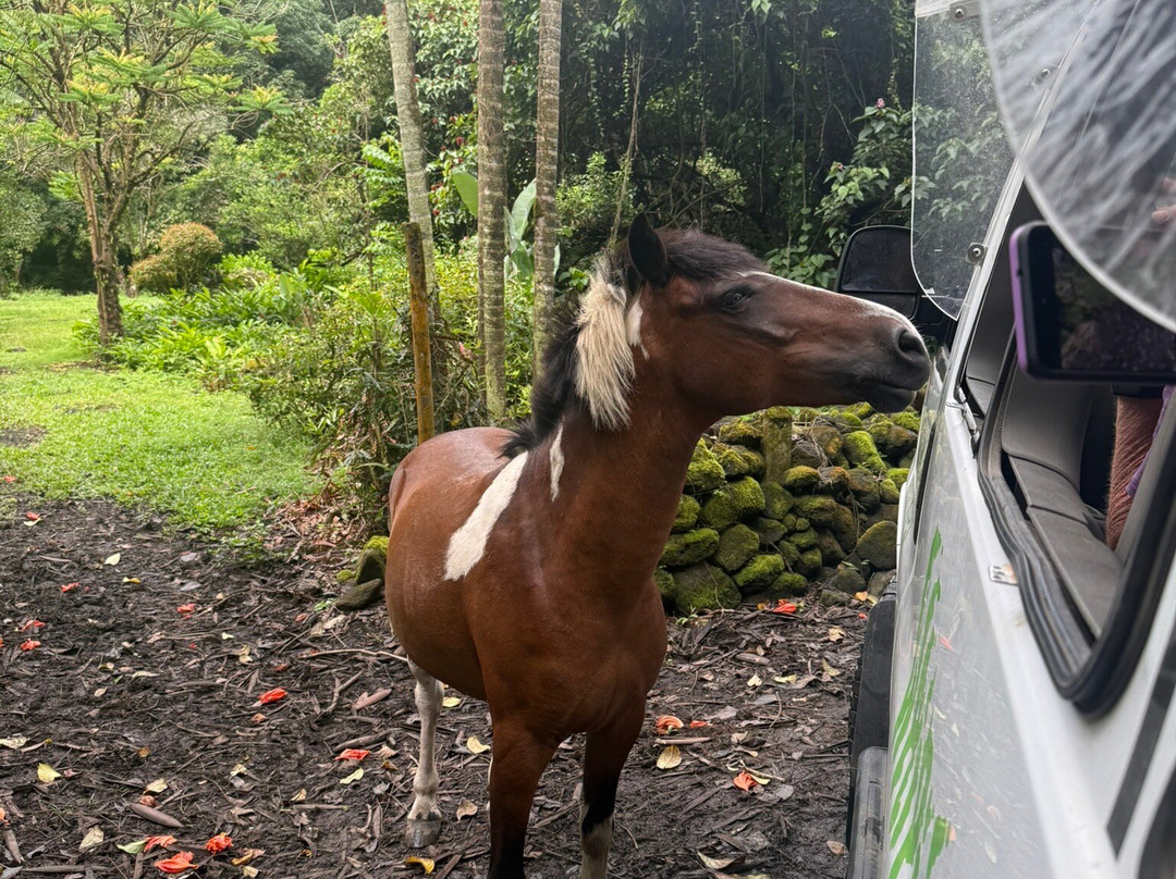 Waipio Valley Shuttle-库库伊哈尔必去景点