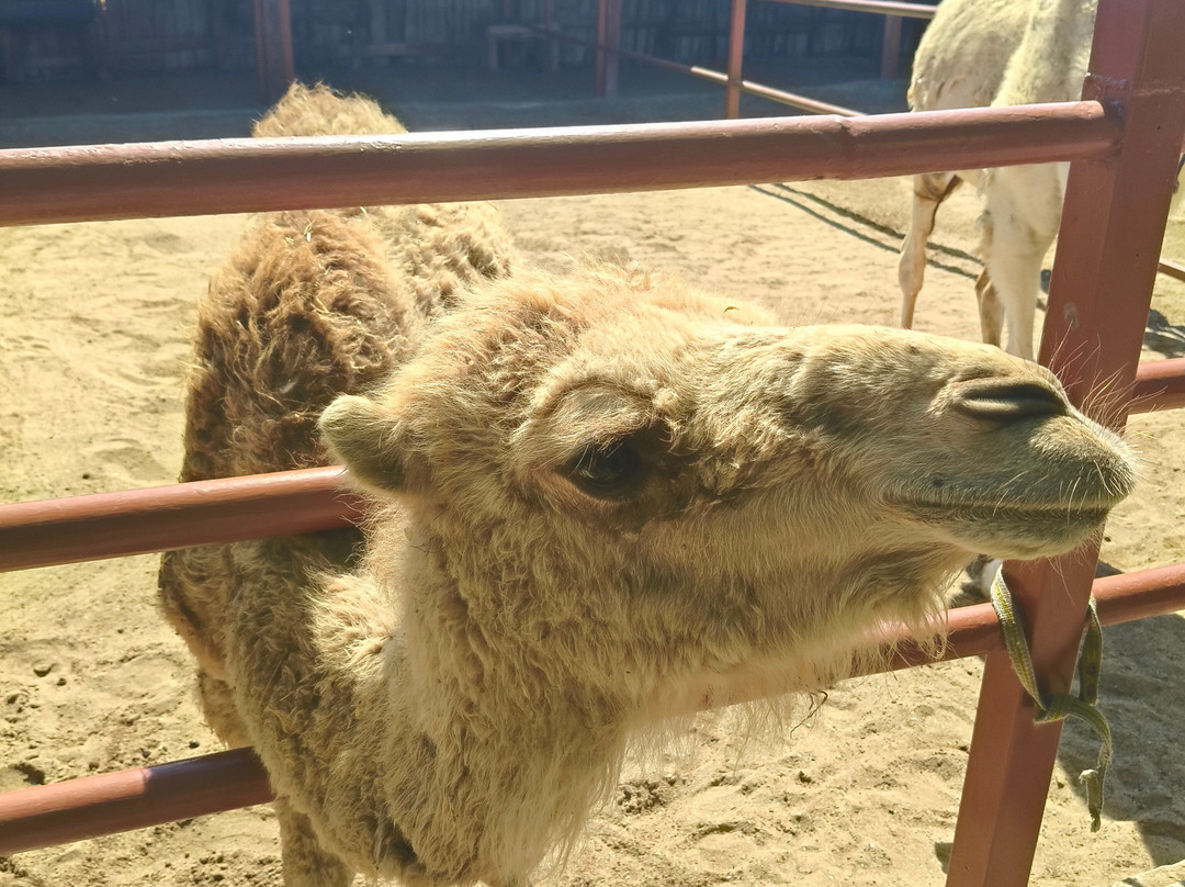 Camel Park Sunny Beach-拉夫达必去景点