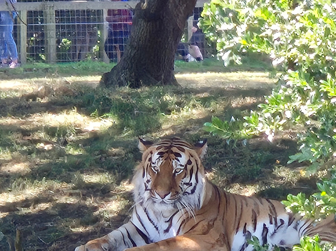 Yorkshire Wildlife Park-Auckley必去景点