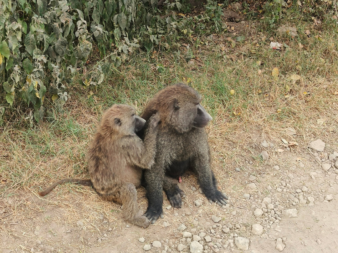 Hyrax Safaris-Ololaimutiek必去景点