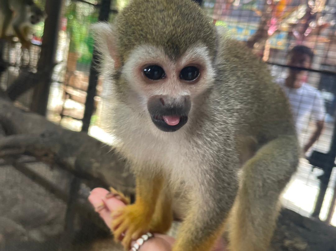 Amazonia: The Jungle Experience Tour-威廉斯塔德必去景点