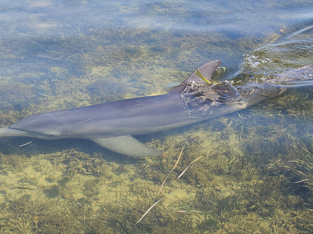 Homosassa Springs Marina-Homosassa必去景点