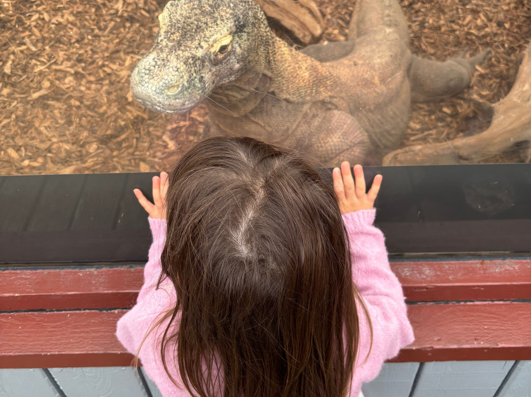 Colchester Zoo-科尔切斯特必去景点