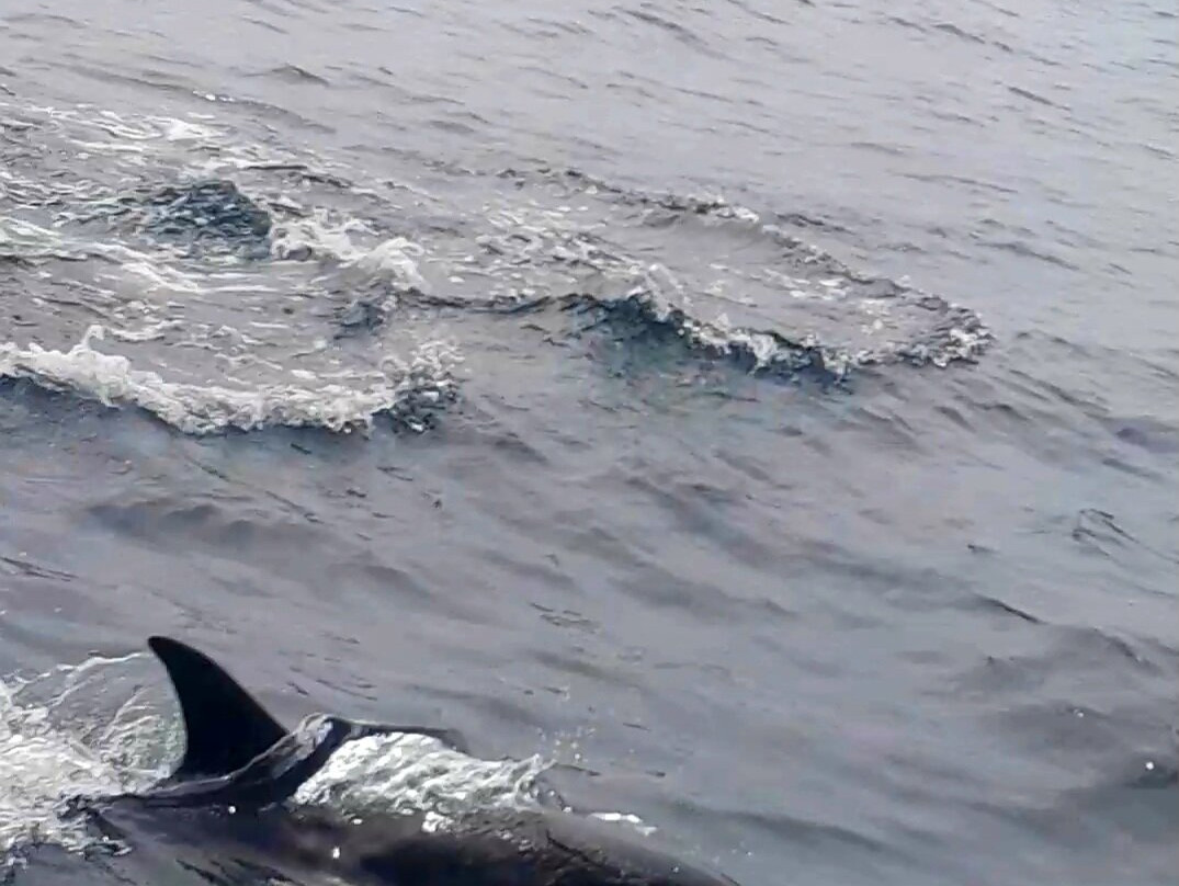 Killybegs Boat Tours-Killybegs必去景点