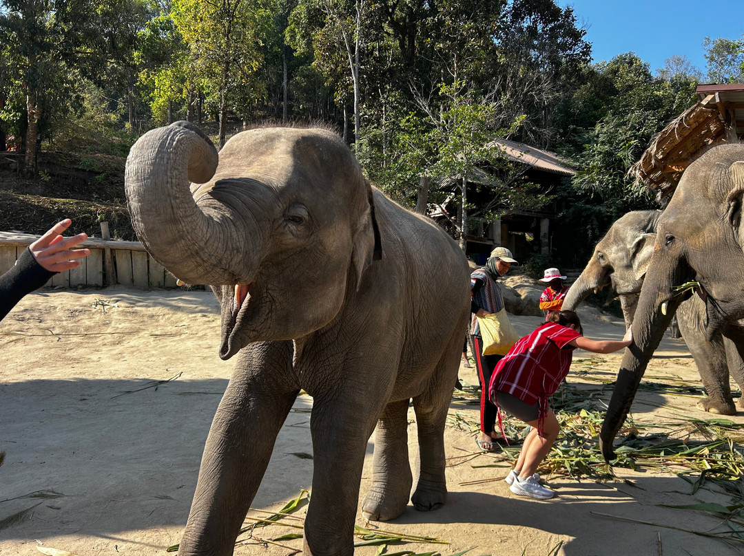 Win Elephant Sactuary Chiang Mai