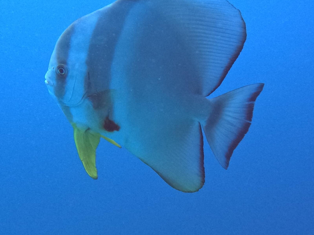 Sun Siyam Diving-伊露岛必去景点