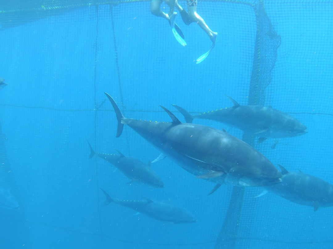 Tuna Tour-L'Ametlla de Mar必去景点