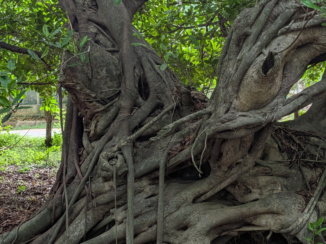 The Monkey Farm-Playa Ocotal必去景点