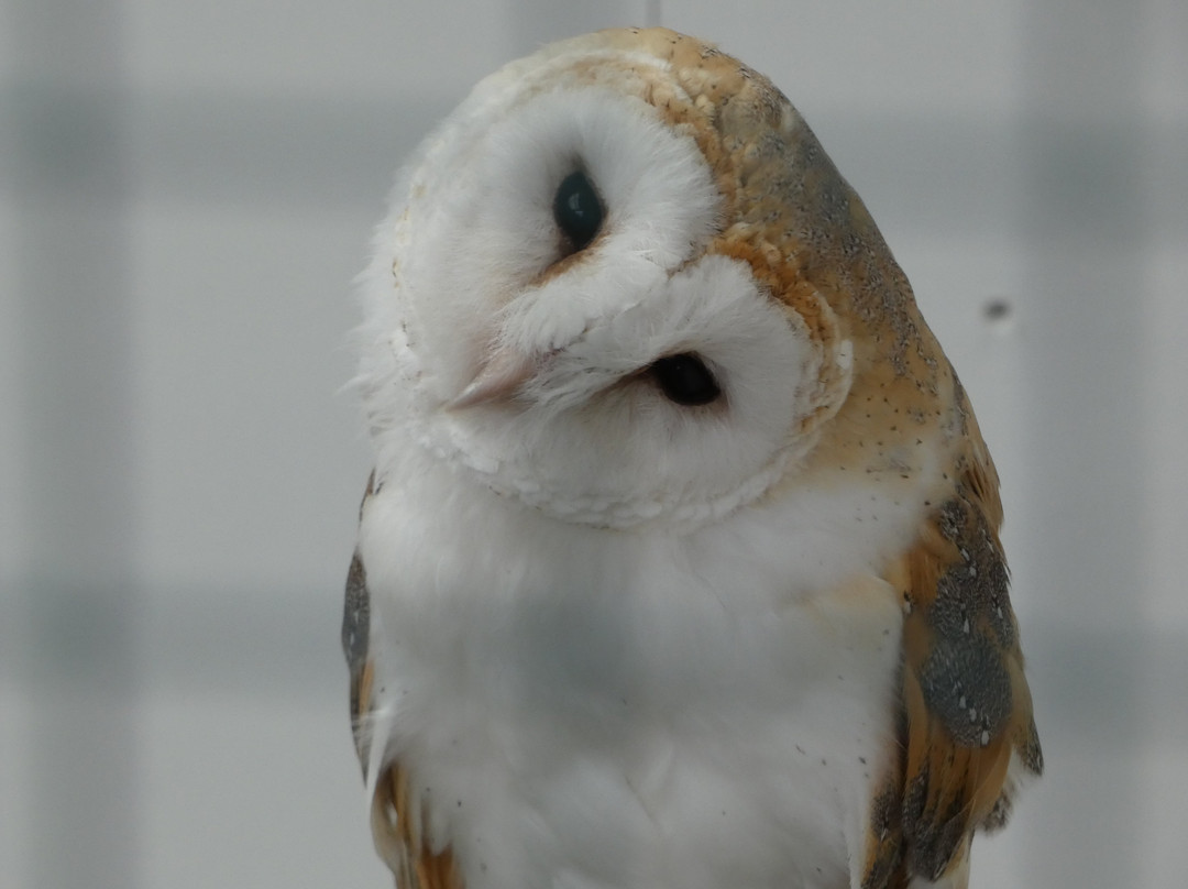 SMJ Falconry-Oxenhope必去景点