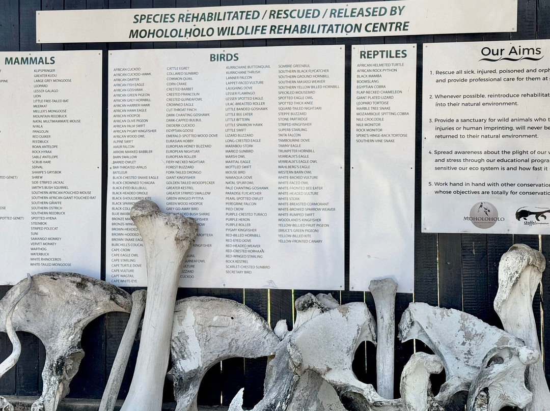 Moholoholo Wildlife Rehabilitation Centre-霍德斯普鲁特必去景点