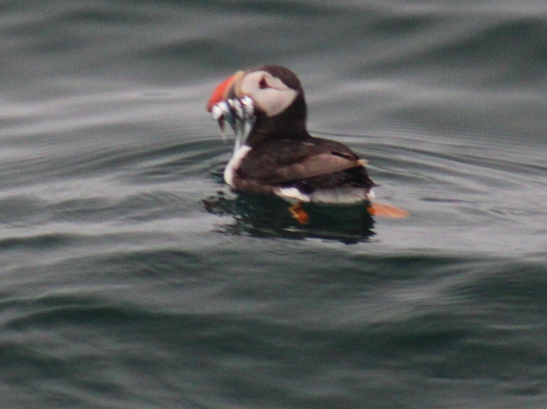 Pembrokeshire Islands Boat Trips-Marloes必去景点