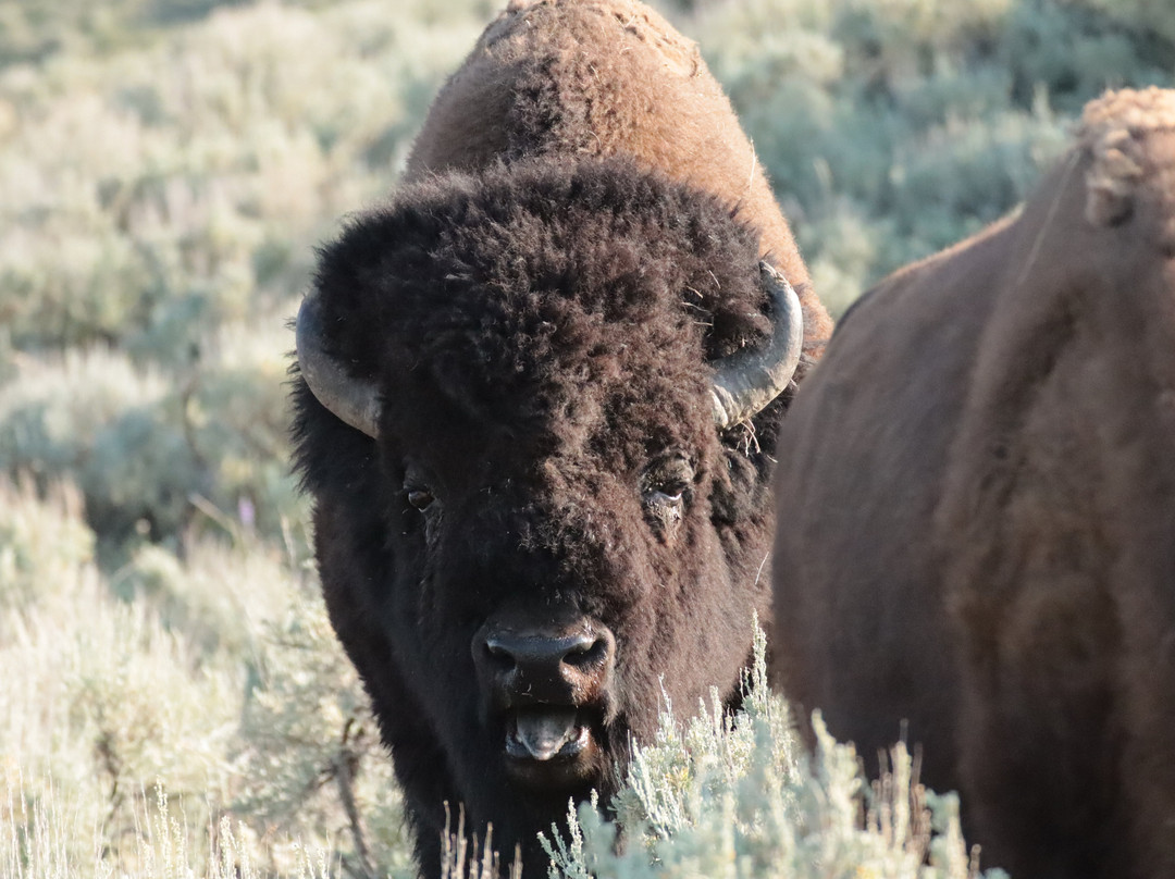 Yellowstone Wild-加德纳必去景点