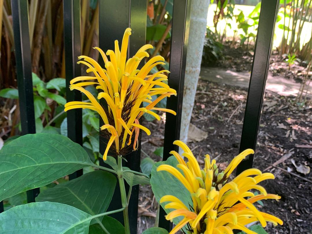 Cairns Botanical Gardens-凯恩斯地区必去景点