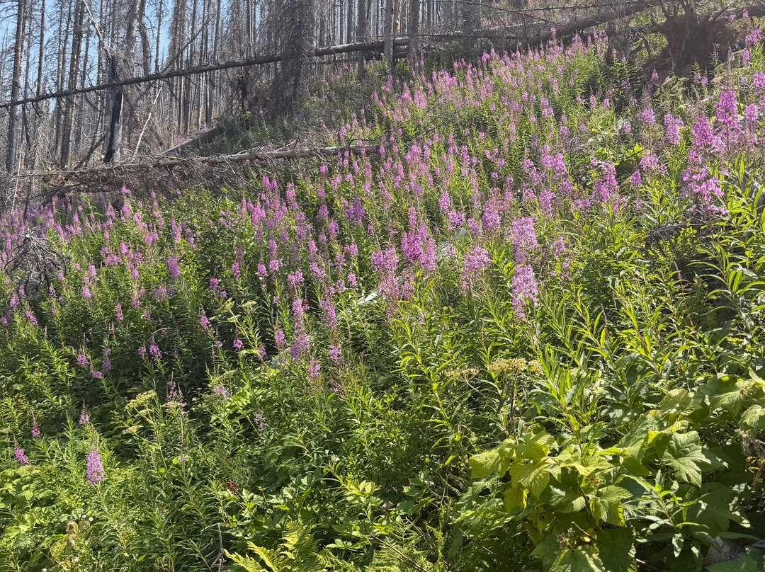 Tamarack Adventures: Waterton Guided Hiking & Kayak Tours – Local Expert Experience-Waterton必去景点