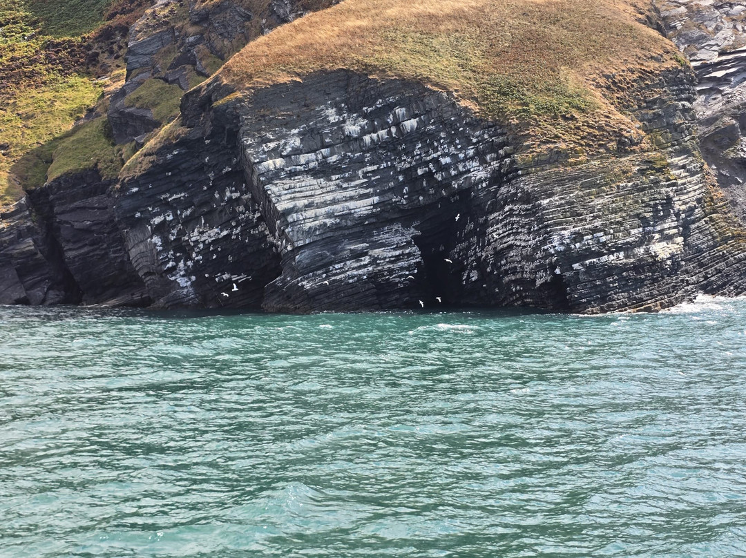 Dolphin Spotting Boat Trips (by New Quay Boat Trips)-纽基必去景点