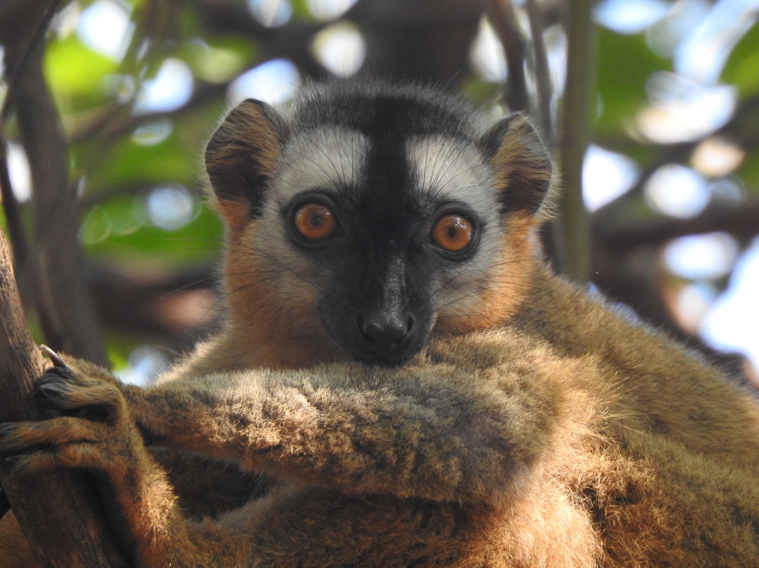 Zazamalala Wildlife Centre-Morondava必去景点