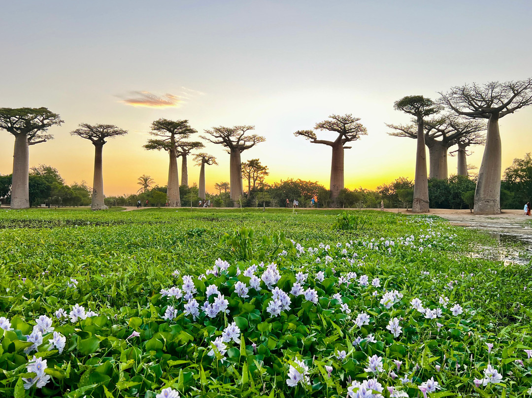 Madagascar Endemics & Resorts-安塔那那利佛必去景点