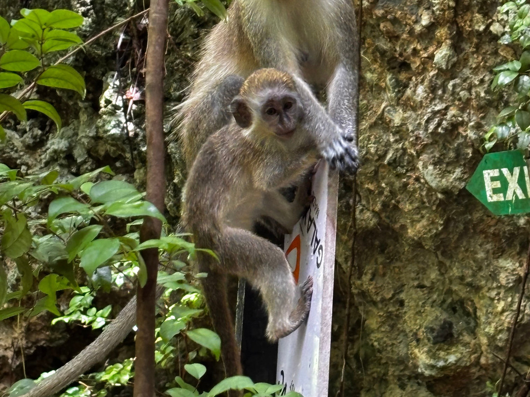 Barbados Wildlife Reserve-Saint Peter Parish必去景点