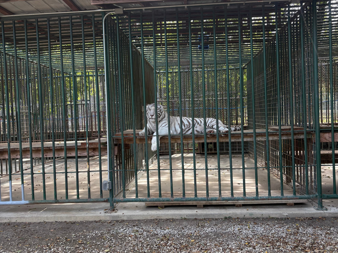 Cedar Cove Feline Conservatory & Education Center-Louisburg必去景点