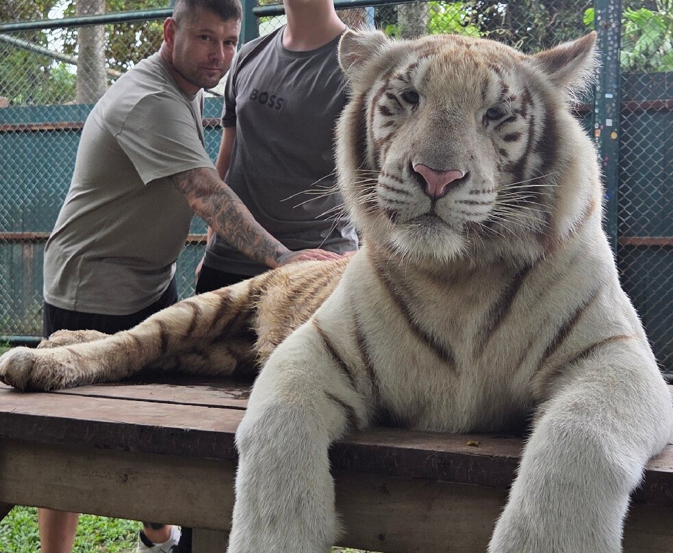 Tiger Kingdom Phuket-卡图必去景点