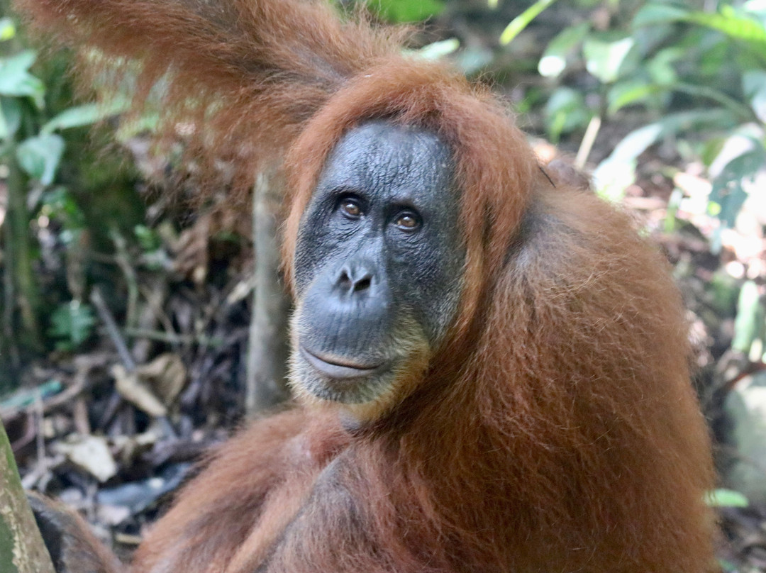 Ethical Trekking Sumatra-武吉拉旺必去景点
