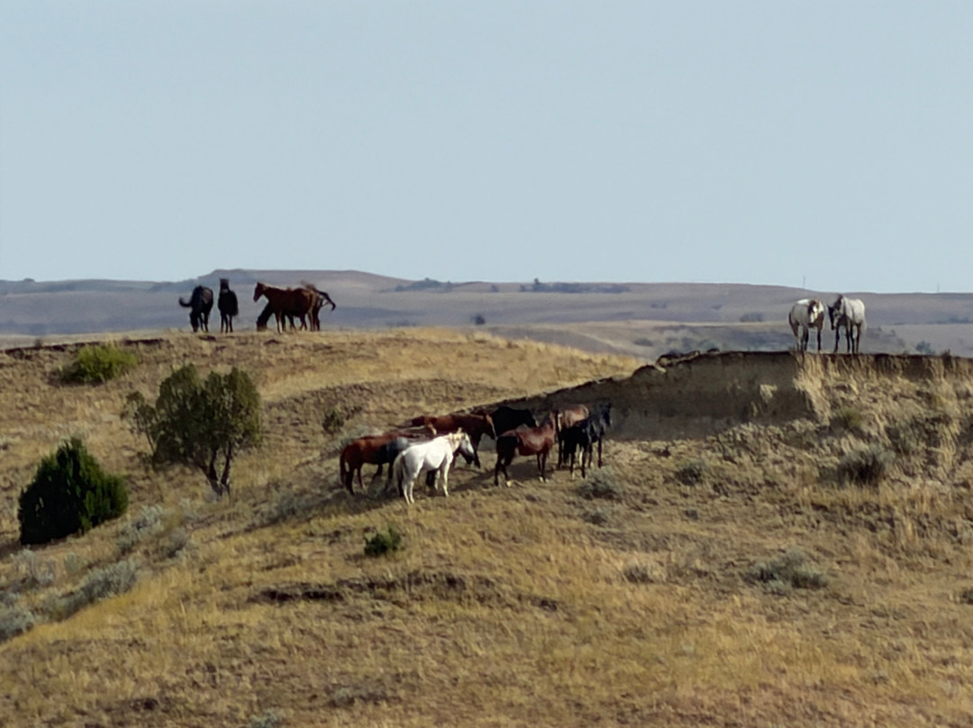 Theodore Roosevelt National Park-Medora必去景点