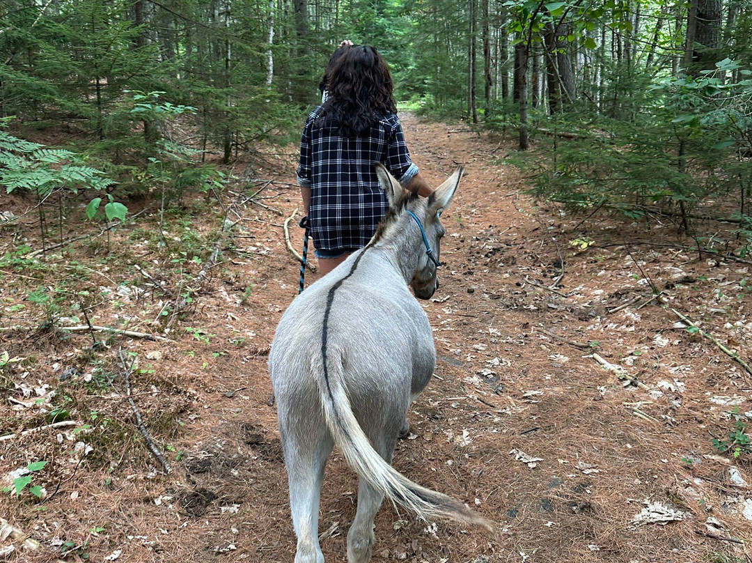 Downeast Donkey Walks-Searsport必去景点