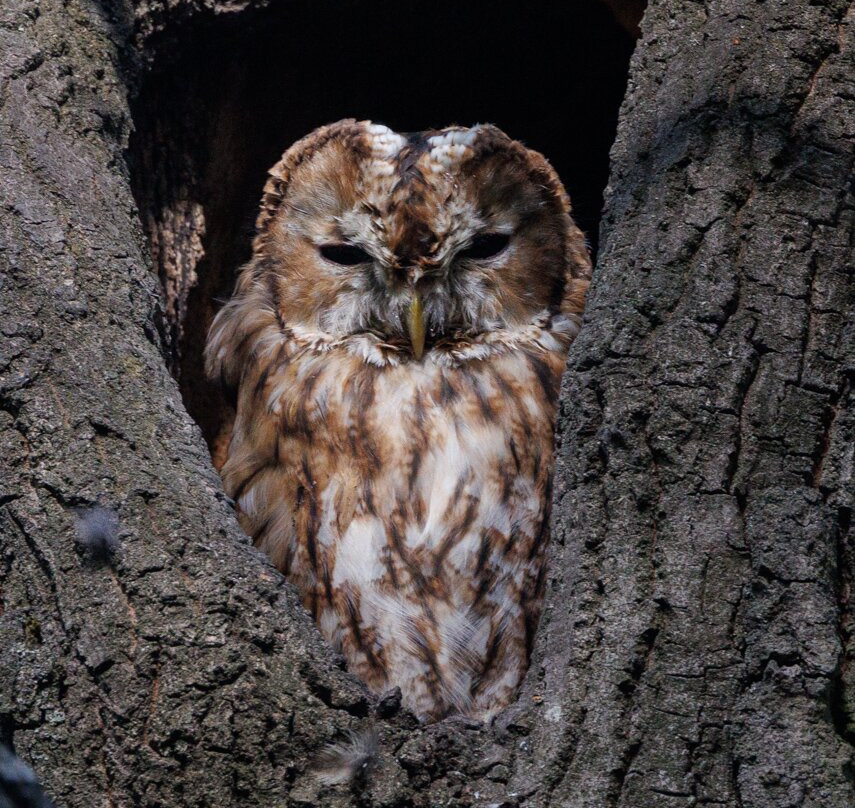 Hungarianbirdwatching.com Day Tours-布达佩斯必去景点