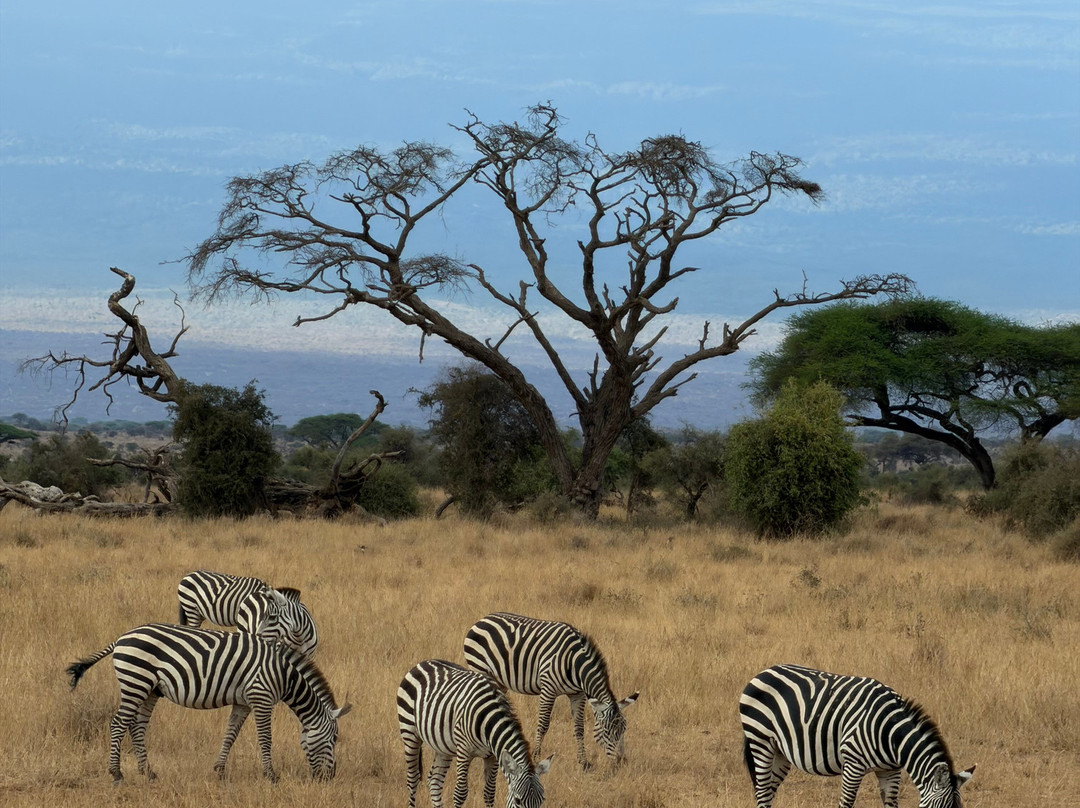 Maasai Safari & Cultural Tours-Kimana必去景点