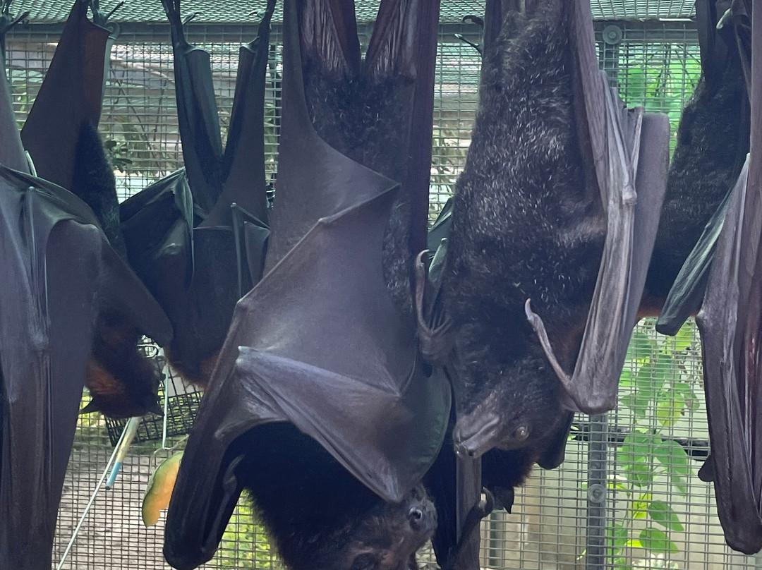 Lubee Bat Conservancy-盖恩斯维尔必去景点