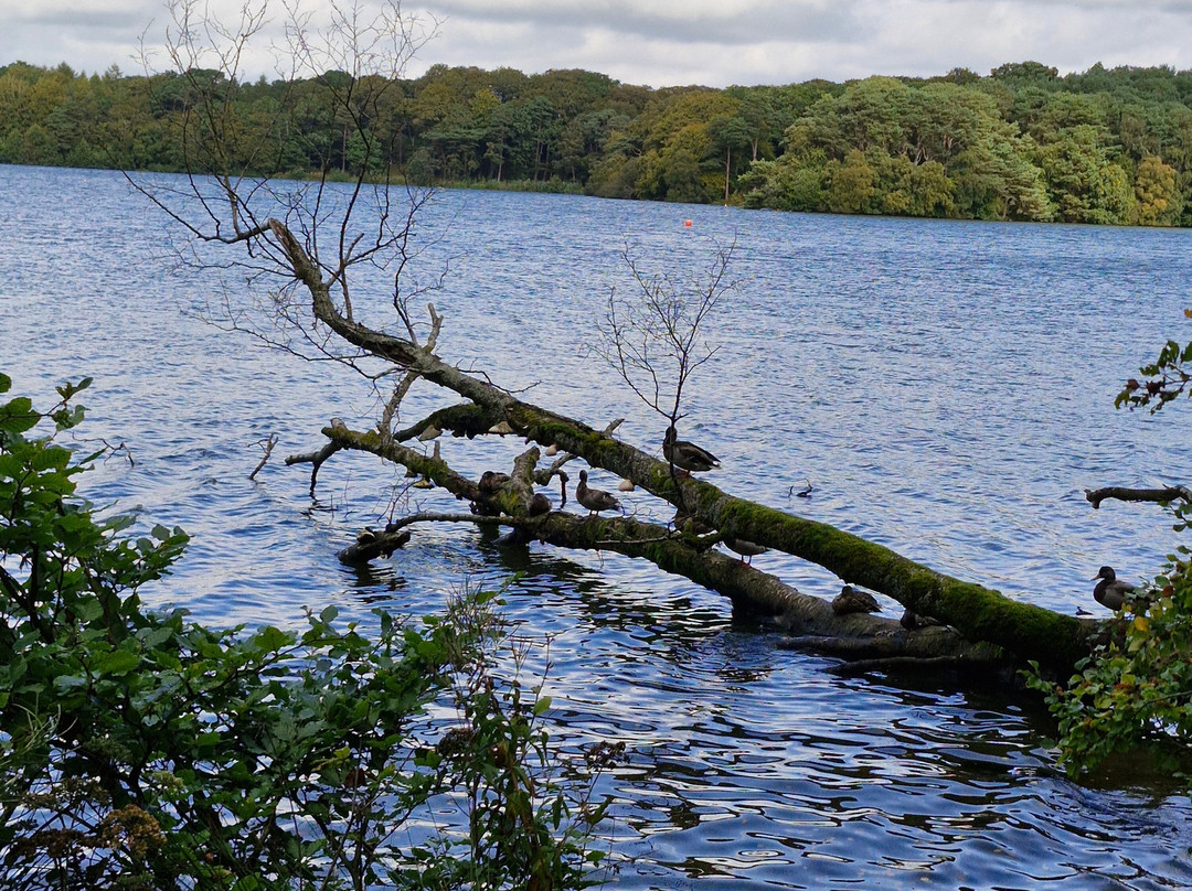 Talkin Tarn Park-卡莱尔必去景点