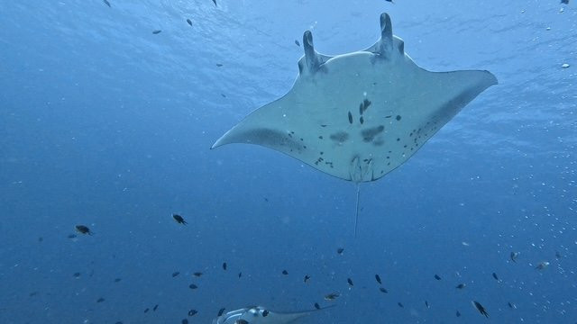 Euro-Divers LUX South Ari Atoll-南阿里环礁必去景点