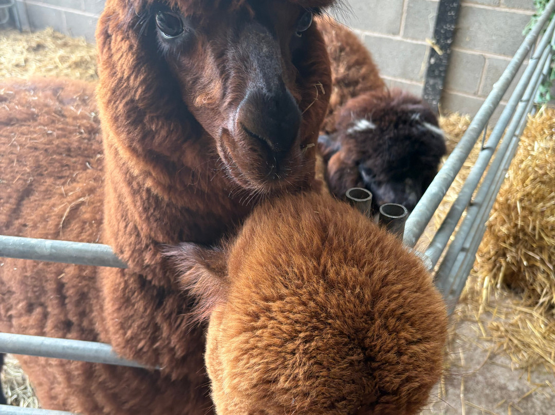 Woodlands Alpaca Farm-沃灵顿必去景点
