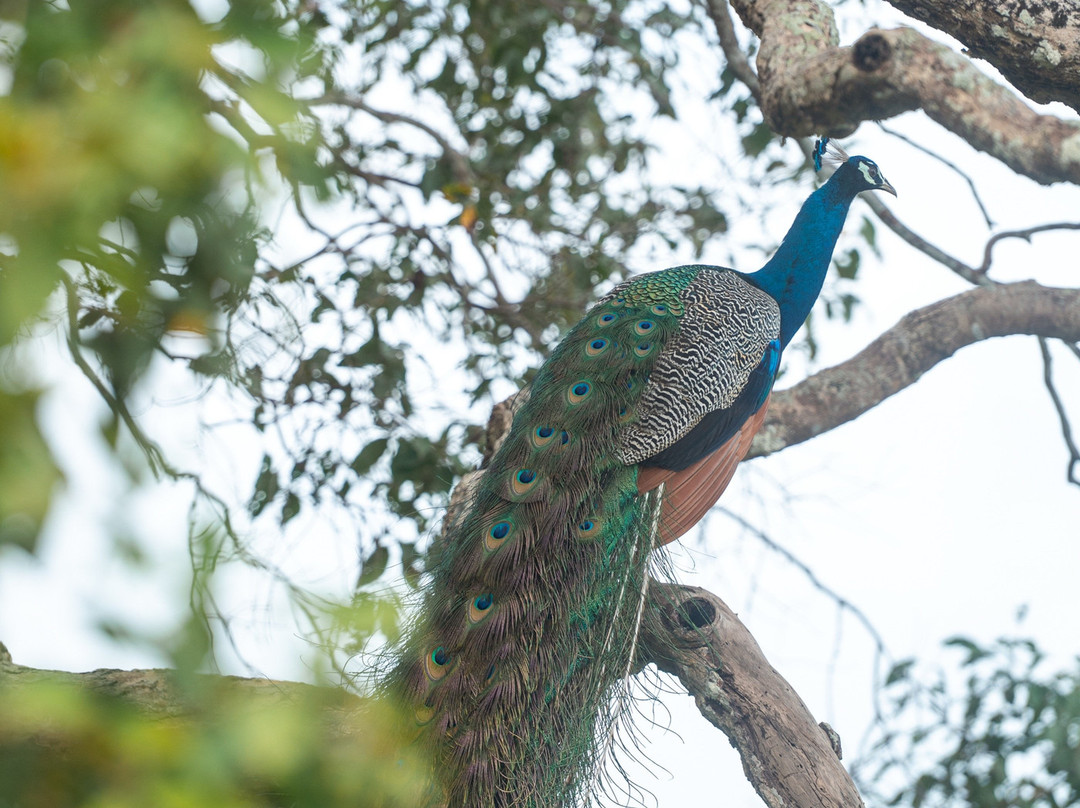Wilpattu National Park-Saliyapura必去景点