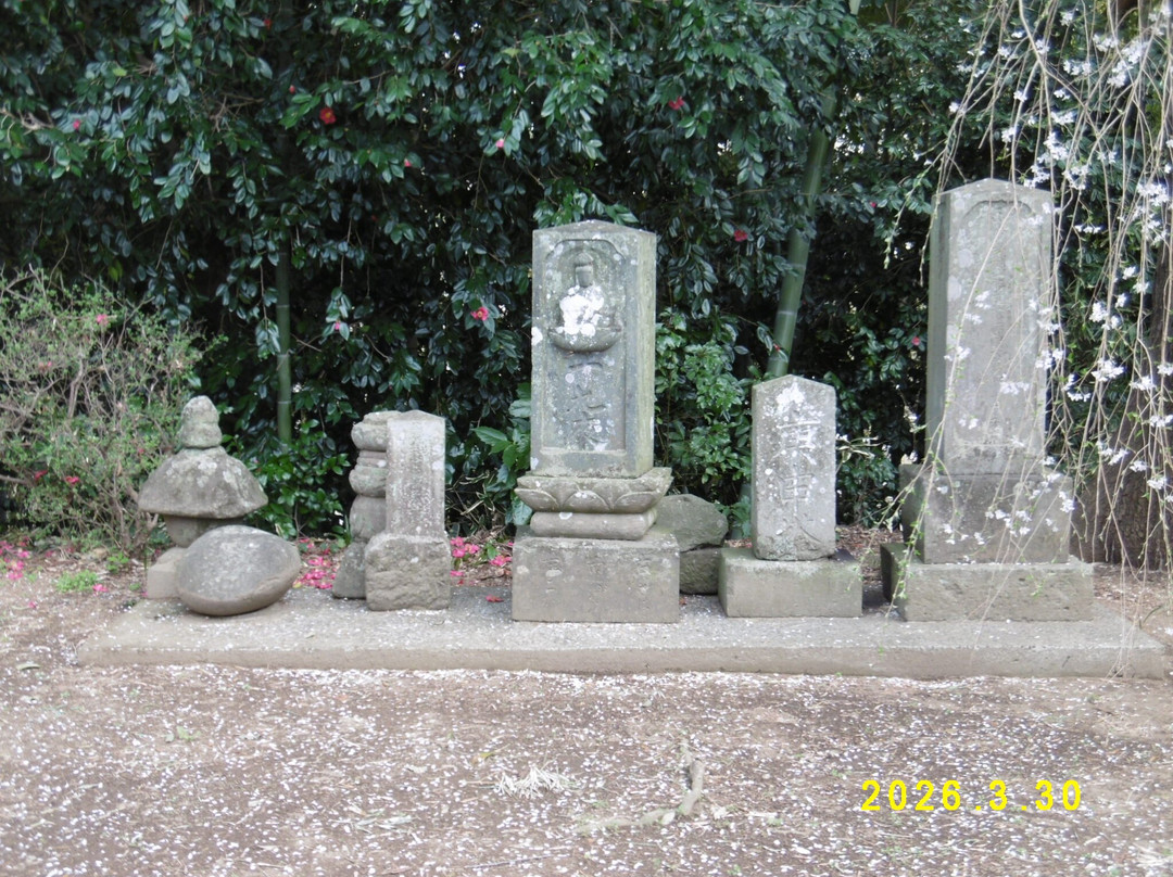 The weeping cherry tree at Tanomoshi Yakushido Temple-板仓町必去景点
