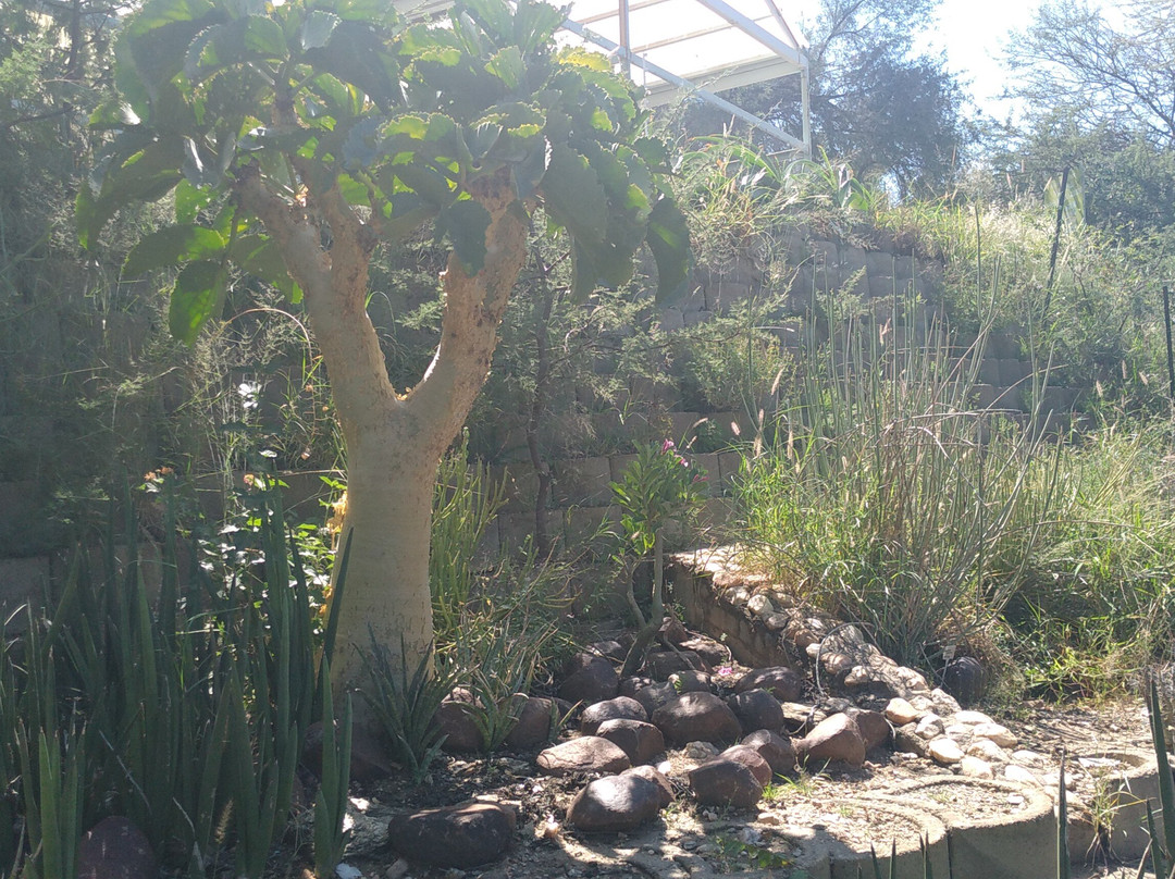 National Botanic Garden of Namibia-温德和克必去景点
