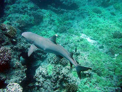 Dive Central Gili-吉利特拉万安必去景点