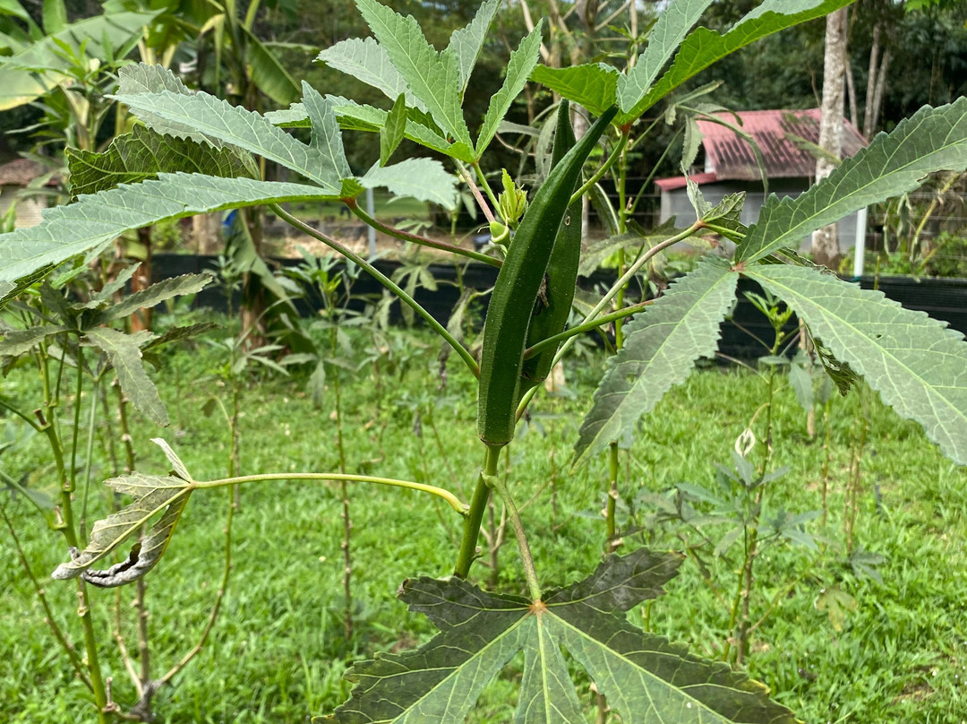 Langkawi Cooking School at Buluh & Tebing Organic Farm-兰卡威必去景点