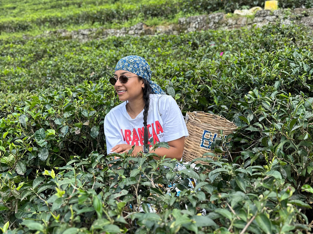 Blue Field Tea Factory-拉马伯达必去景点