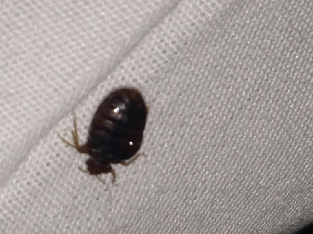 Budgetel Shreveport/Bossier