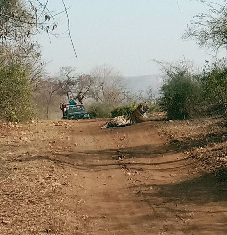 Sariska Wild Life Safari景点图片