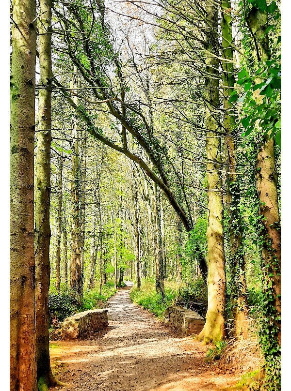 Littlewood Forest-Slane必去景点