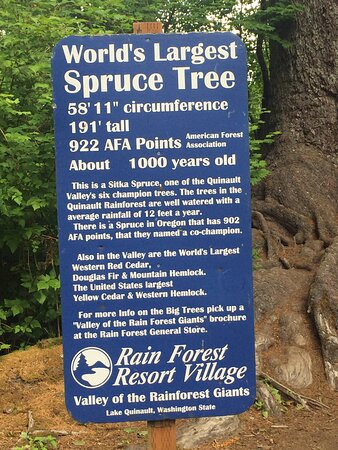 Quinault Big Spruce Tree景点图片