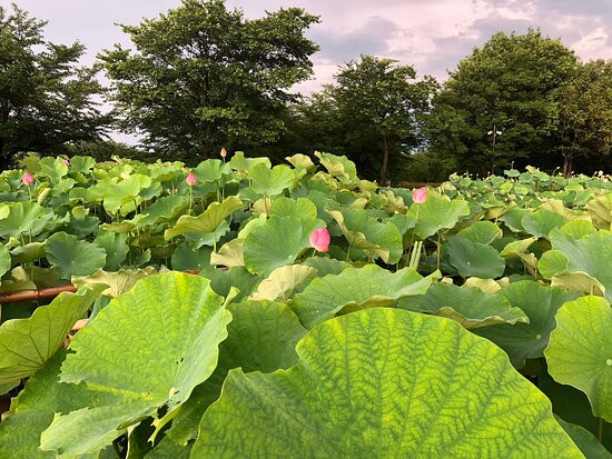 Kodai Hasunosato-行田市必去景点