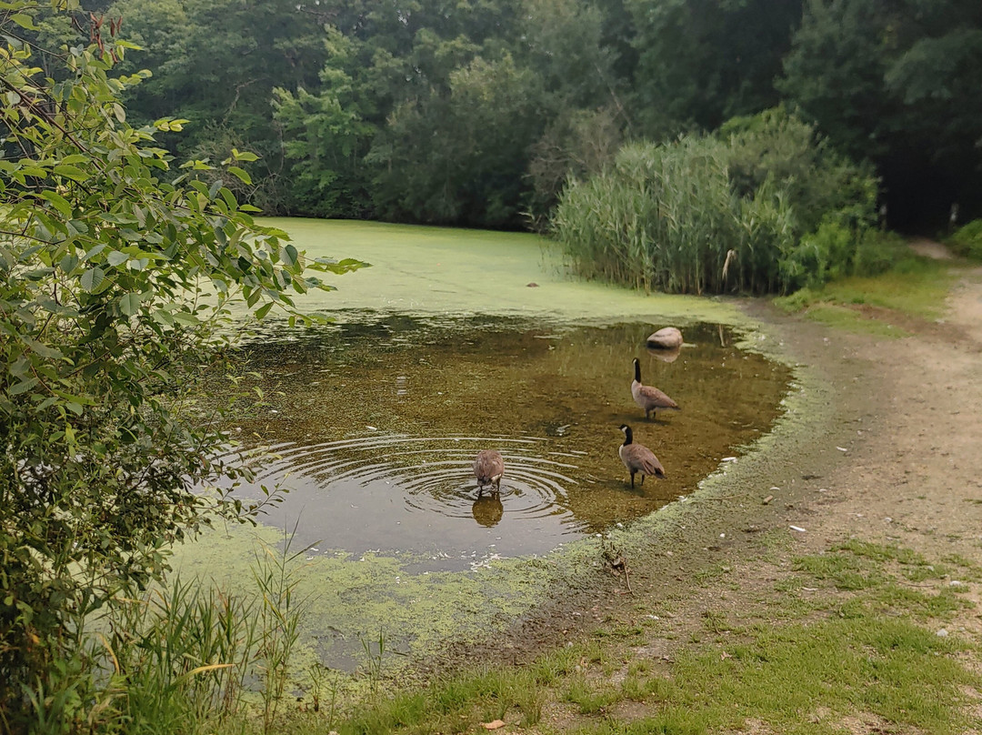 Millers Pond-Smithtown必去景点