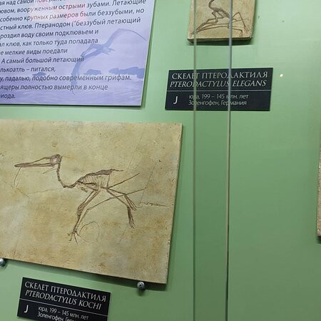 Vyatka Museum of Paleontology景点图片