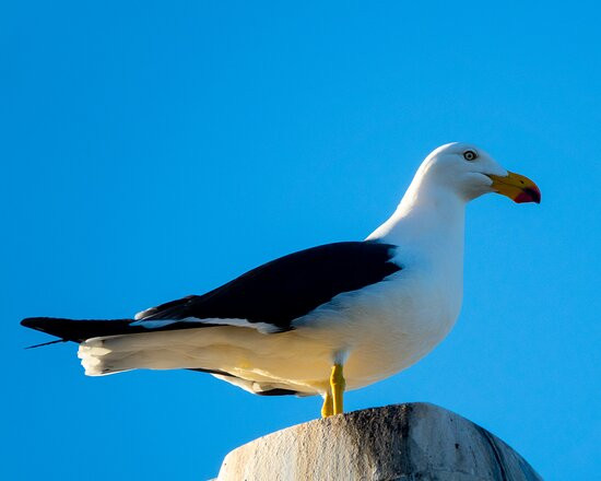 Port Vincent Motel & Apartments主图