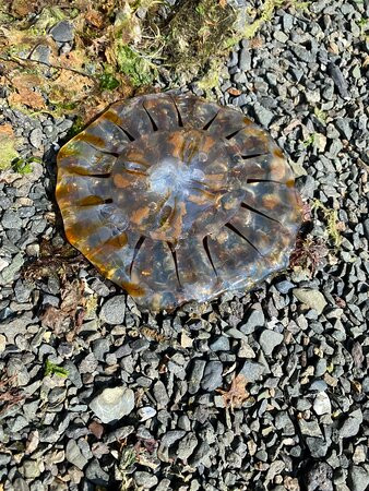 Kayak'Atak-Seldovia必去景点