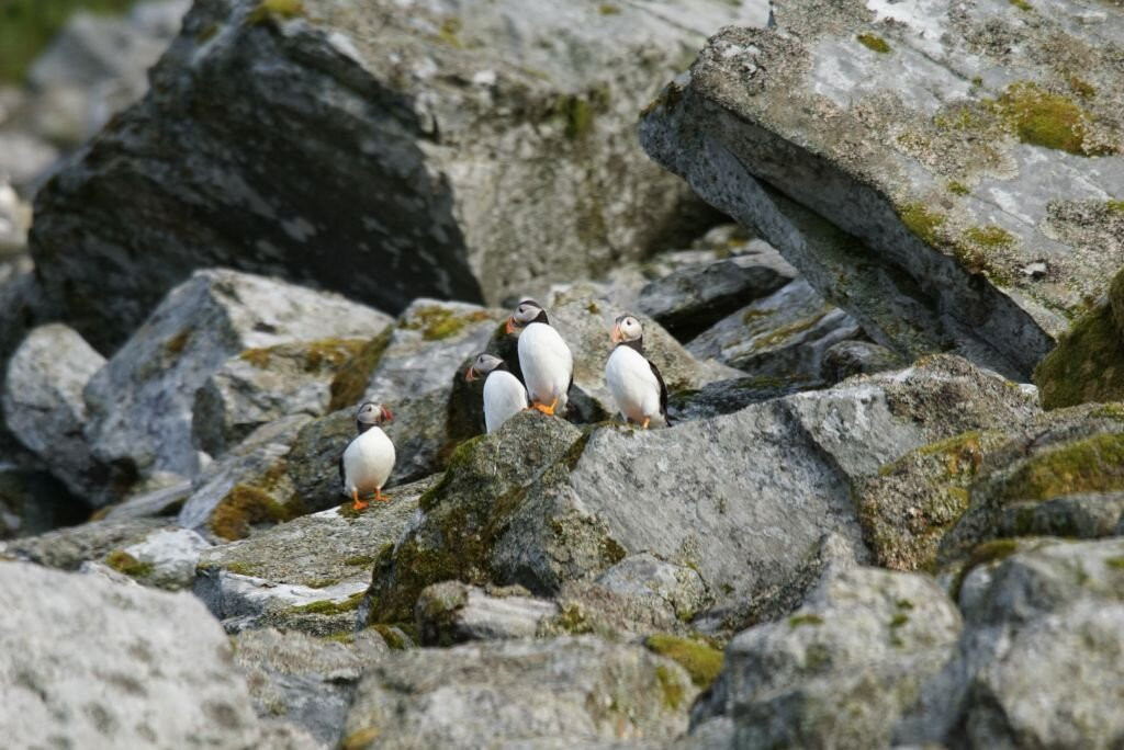 Papageientaucher In Lovund-Lovund必去景点